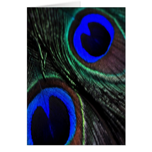 Plumes de paon (Devant)