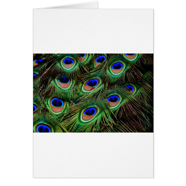 Plumes de paon (Devant)