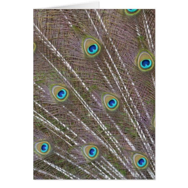 Plumes de paon (Devant)