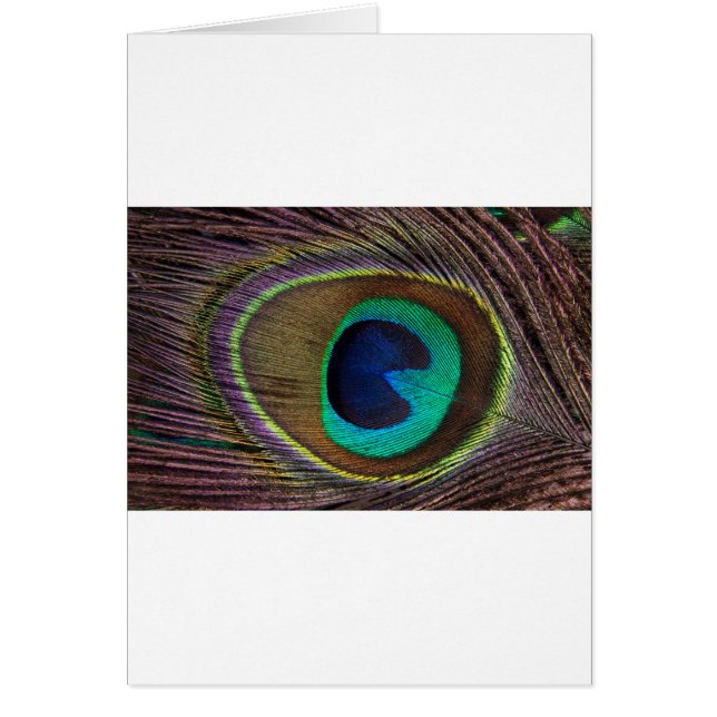 plumes de paon (Devant)