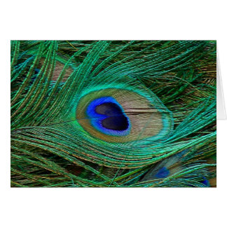 Plumes de paon bleu indien