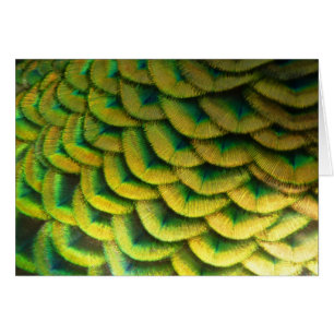 Plumes de paon II Nature colorée