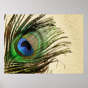Plumes de paon sur une affiche murale