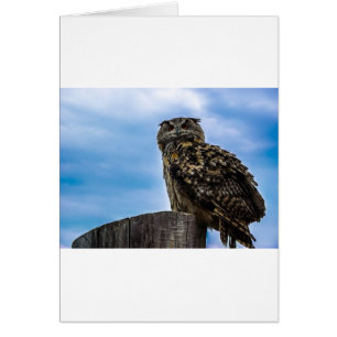 Plumes d'oiseau de hibou Animal Nature Destin Paix
