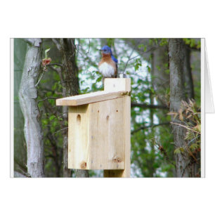 Plumes hérissées par oiseau bleu