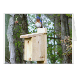 Plumes rouillées de bleuets