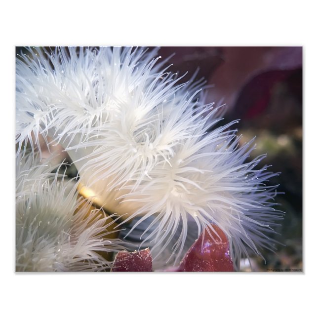 Plumose Anemone - Foto der bildenden Künste (Vorne)
