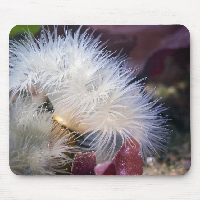 Plumose Anemone - Mousepad (Vorne)