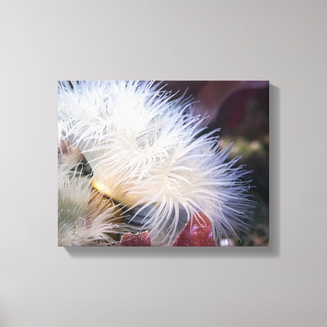 Plumose Anemone - Wrapped Canvas Leinwanddruck (Vorderseite)