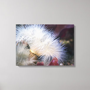 Plumose Anemone - Wrapped Canvas Leinwanddruck