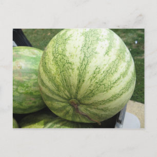 Plump Melon Postkarte