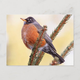 Plump Robin Postkarte