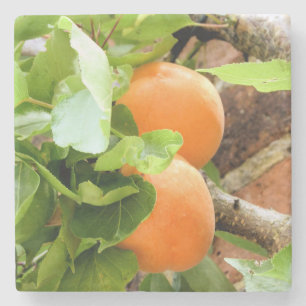 PLUMS STEINUNTERSETZER