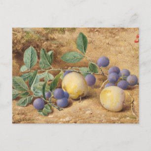 Plums von John William Hill Postkarte