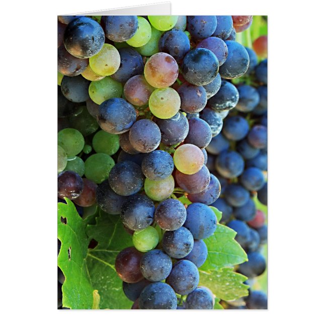 Plusieurs raisins (Devant)