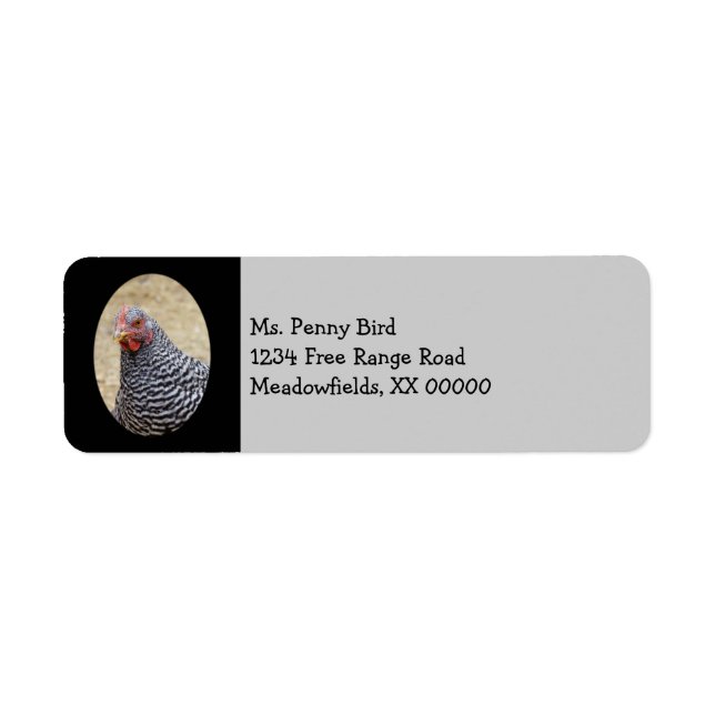 Plymouth Barred Rock Hen Fotograf (Vorne)