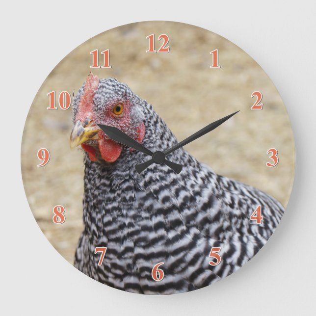 Plymouth Barred Rock Hen Photograph Große Wanduhr (Vorderseite)