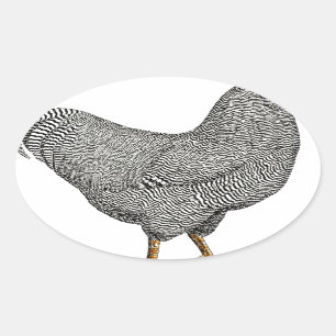 Plymouth-Felsen-Huhn-Zeichnen Ovaler Aufkleber