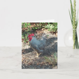 Plymouth Rock Chicken Foto Faltkarte