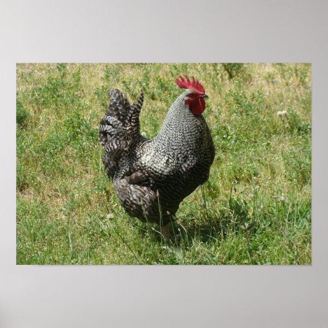 Plymouth Rock Chicken Poster (Vorne)
