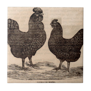 Plymouth Rock Henne and Roster aus dem 19. Jahrhun Fliese