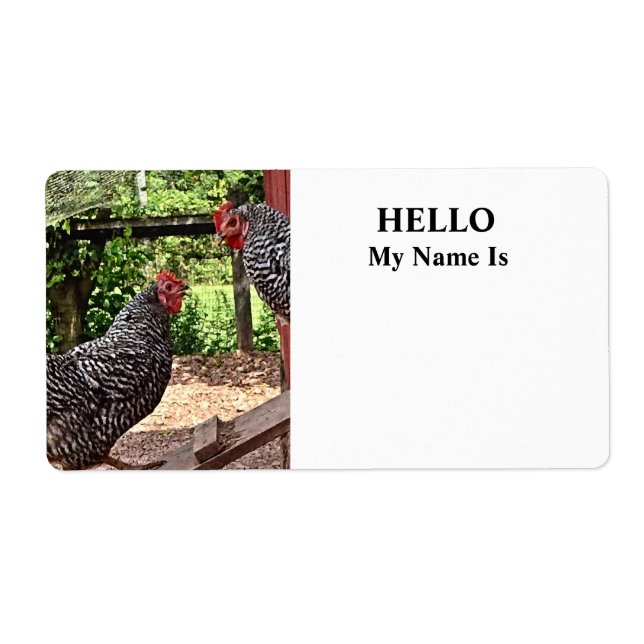Plymouth Rock Hens (Vorne)
