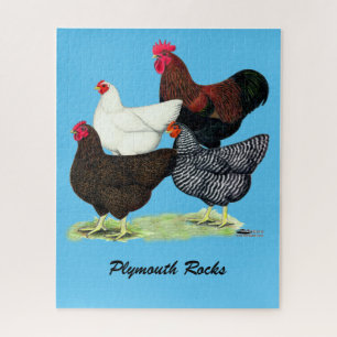 Plymouth Rock Quartett