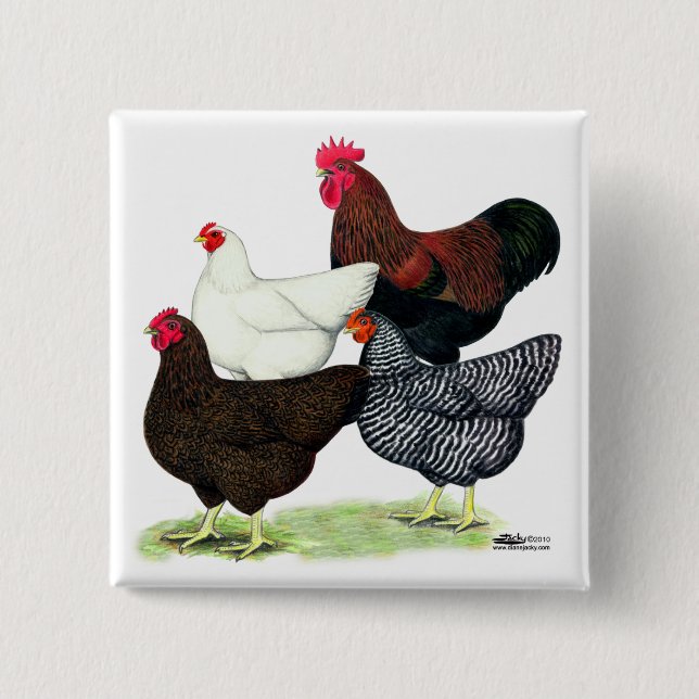 Plymouth Rock Quartett Button (Vorderseite)