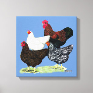 Plymouth Rock Quartett Leinwanddruck