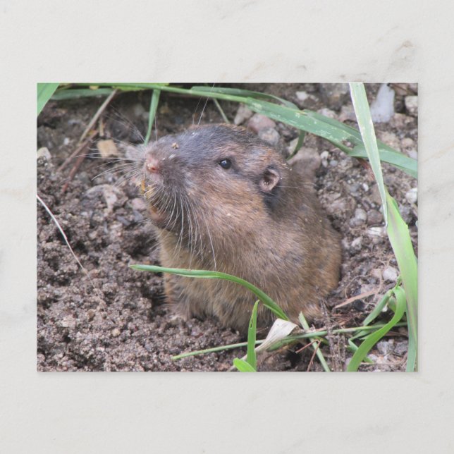 Pocket Gopher Postkarte (Vorderseite)