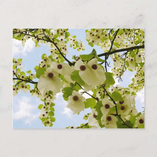 Pocket Handkerchef Tree Blossom Postkarte (Vorderseite)