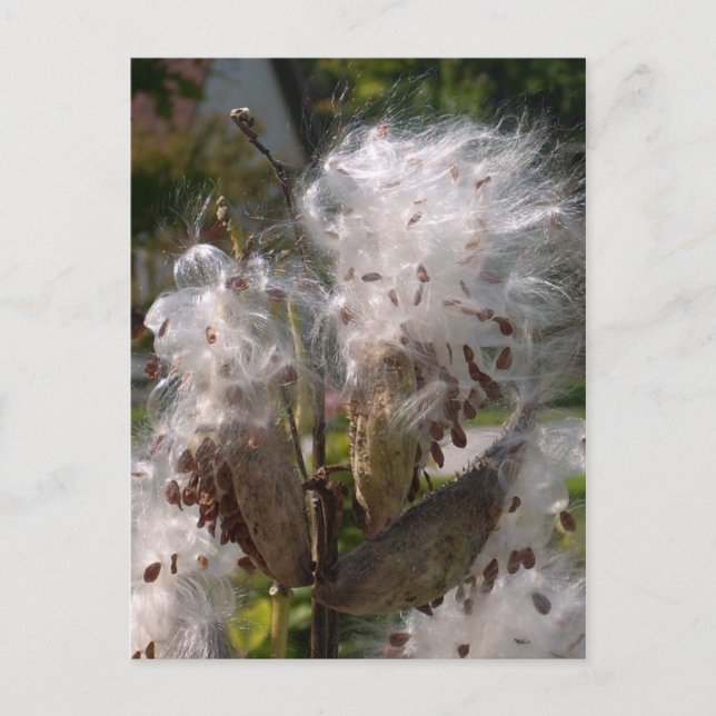 Pod Postkarte (Vorderseite)