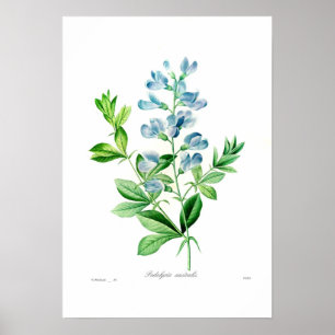 Podalyria australis poster