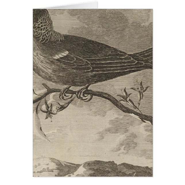 Poebird, Neuseeland (Vorne)