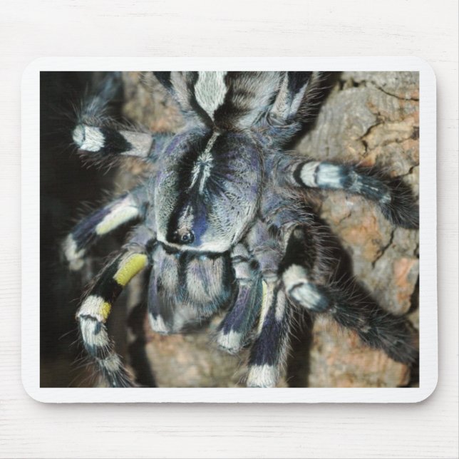 Poecilotheria regalis mousepad (Vorne)