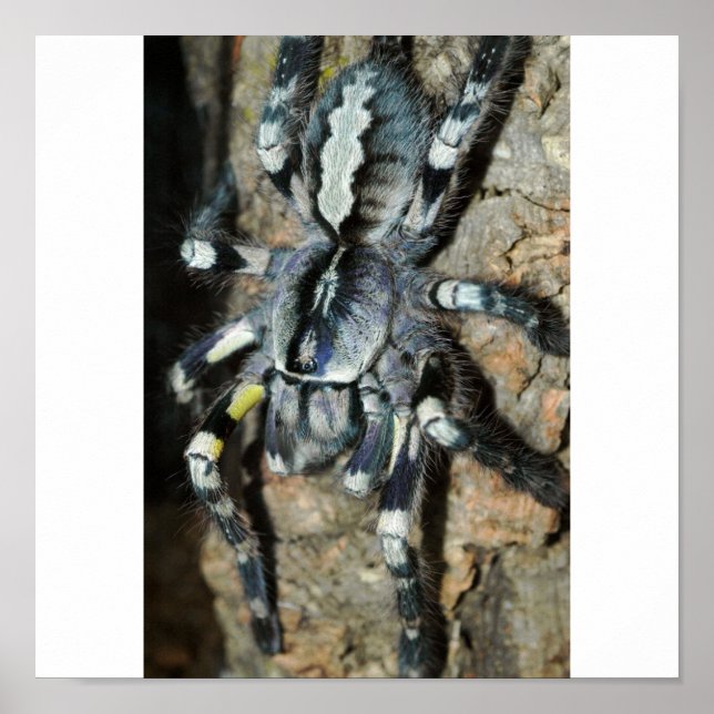 Poecilotheria regalis poster (Vorne)