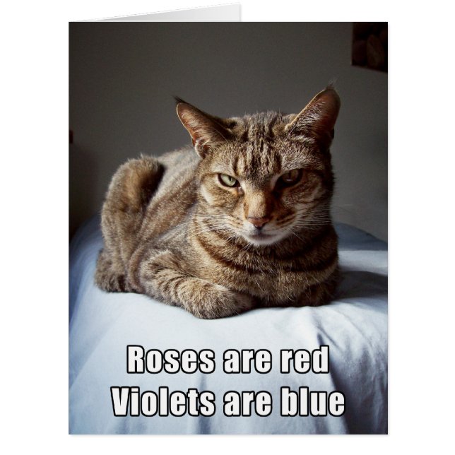 Poème drôle de chat de Valentine GRAND (Devant)