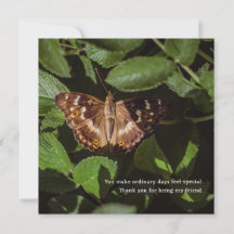Poetischer Schmetterling Danke für Freundschaft