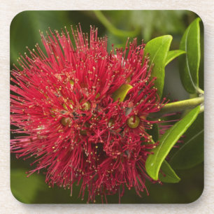 Pohutukawa-Blüte, Dunedin Getränkeuntersetzer