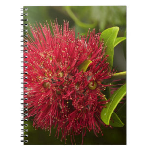 Pohutukawa-Blüte, Dunedin Notizblock