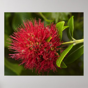 Pohutukawa-Blüte, Dunedin Poster