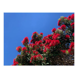 Pohutukawa-Plakat Poster