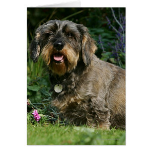 Poil à fil standard Dachshund assis