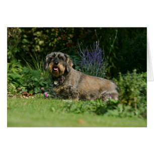 Poil à fil standard Dachshund assis