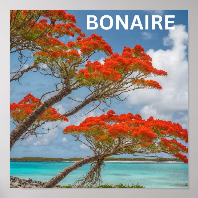 Poinciana Baum in Bonaire schön Poster (Vorne)
