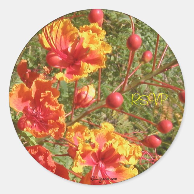 Poinciana Tropical Wedding Umschlag Aufklebers/Sti Runder Aufkleber (Vorderseite)