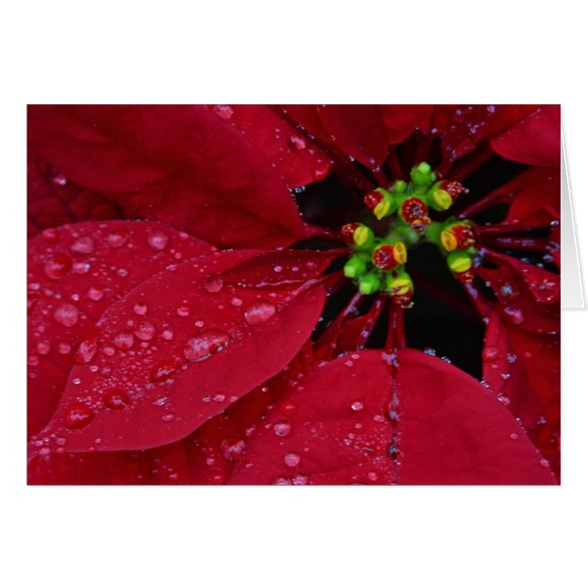 Poinsettia (Devant horizontal)