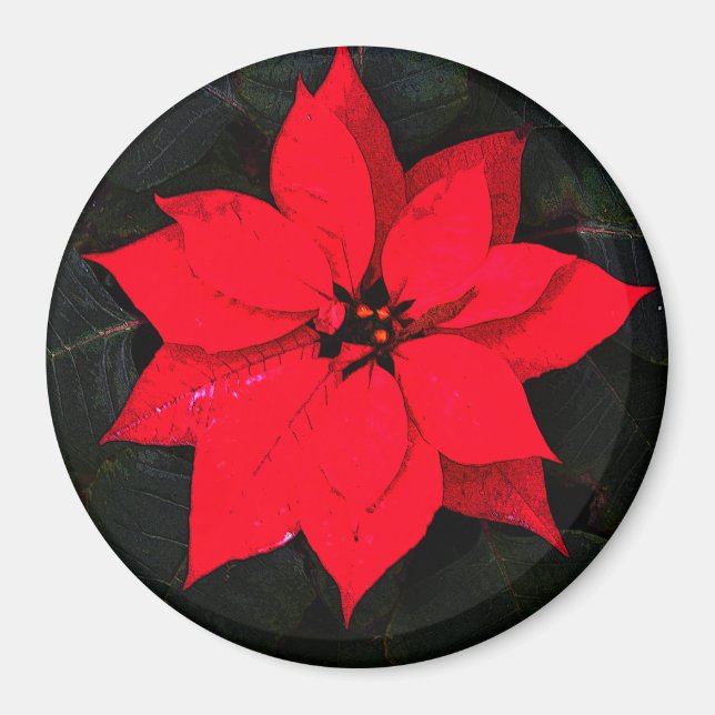 Poinsettia 6078 magnet (Vorne)