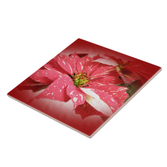 Poinsettia auf Rot Fliese (Seite)