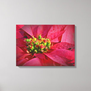 Poinsettia auf Rot Leinwanddruck